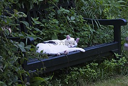 猫咪,katze,动物