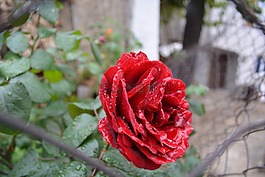 红色,爱情,花卉