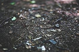 森林,亂拋垃圾,伍茲