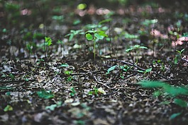 yound,植物,葉
