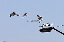 鳥,海鷗,翅膀