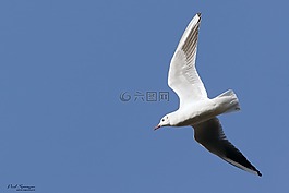 海鷗,鳥,翅膀