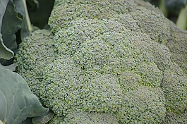 花椰菜,水果和蔬菜,农业