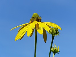 coneflower,花卉,夏天