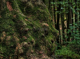 baumstammm,knarzig,苔