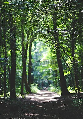 森林,伍茲,路徑
