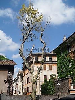 樹(shù),孤獨(dú),這棵老樹(shù)