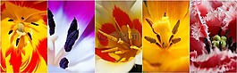 郁金香,鮮花,花朵拼貼