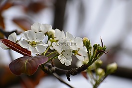 花,自然,植物區(qū)系