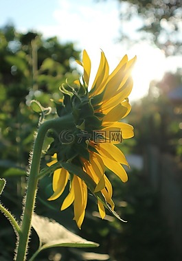 向日葵,花,黃