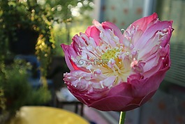 蓮花,粉紅色,開放