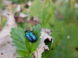 chrysolina coerulans,天蓝色的叶甲虫,甲虫