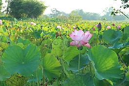 蓮花,粉紅色,開放
