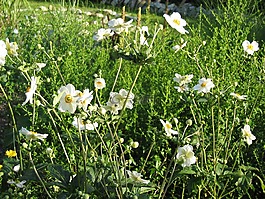 秋季?？?鮮花,性質(zhì)