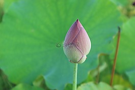 蓮花,粉紅色,開放