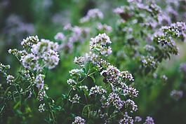 開花,牛至,花