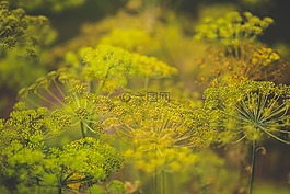 花,鮮花,開花