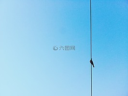 動(dòng)物,鳥,鴿子