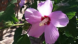 花卉,槿,粉色