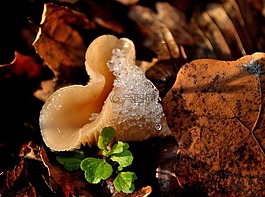 蘑菇,菌類,雪