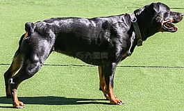 狗,寵物,動(dòng)物