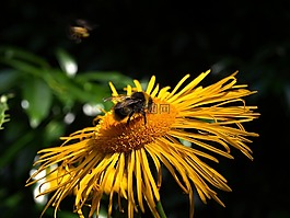花,昆虫