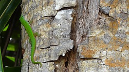 蜥蜴,綠色,樹