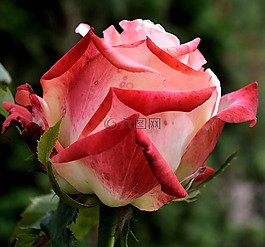 玫瑰,花,粉紅色
