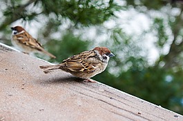 麻雀,鳥,野生動(dòng)物