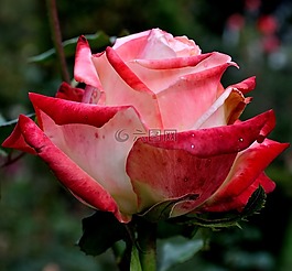 玫瑰,花,粉紅色