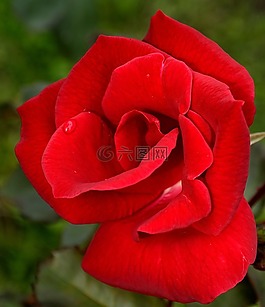 玫瑰,紅色,花