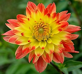 開花,粉紅色,黃色