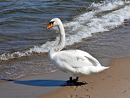 天鵝,海,鳥
