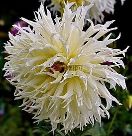 大丽花,花,白