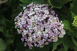 鮮花,束,紫色
