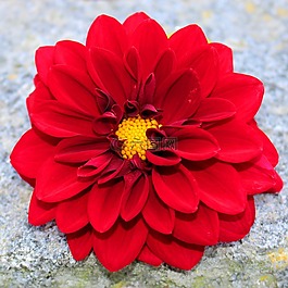 紅色大麗花,開花,大麗花園