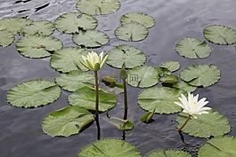 荷花,越南,岙