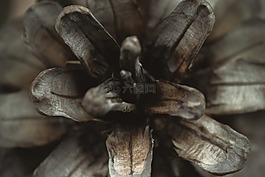 冷杉球果,特寫,圣誕節(jié)