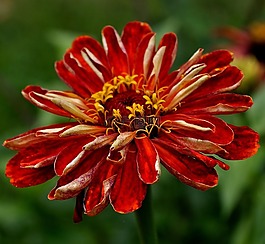 花,紅色,自然