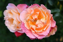 粉紅色的玫瑰,玫瑰花,玫瑰花園