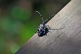 大自然,昆蟲,公園