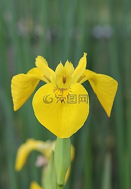 花,廠,性質(zhì)
