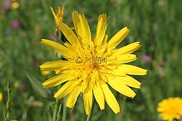 性質(zhì),花,夏季