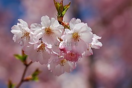 春天,開花,櫻花