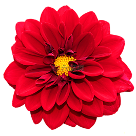 紅色大麗花,開花,關(guān)閉