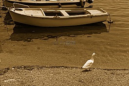 鴨,鳥,湖
