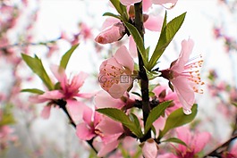 花,植物區(qū)系,自然
