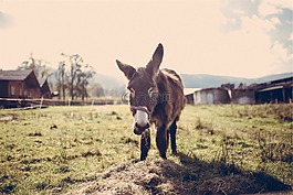 馬,動物,穩(wěn)定