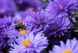 bluebottle,花,花粉