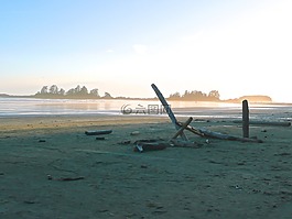 漂流木,海灘,海洋